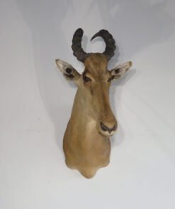African Western Hartebeest Taxidermy