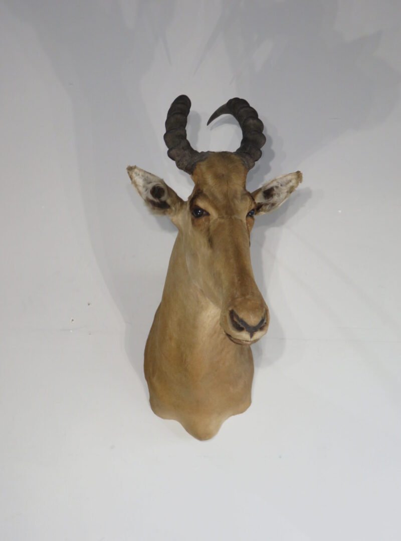 African Western Hartebeest Taxidermy