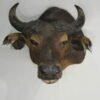 Water Buffalo Taxidermy Mount