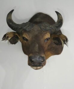 Water Buffalo Taxidermy Mount
