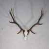 European Elk Mount Taxidermy. E-131E