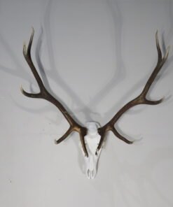 European Elk Mount Taxidermy. E-131E