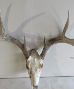 Whitetail Buck European Mount