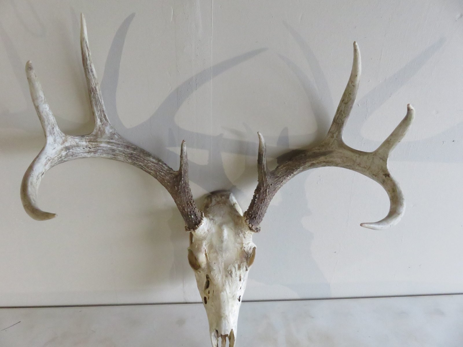 Whitetail Buck European Mount