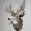 Mule Deer Taxidermy Mount. M-138S
