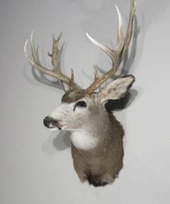 Mule Deer Taxidermy Mount. M-138S