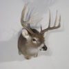 Whitetail Mount For Sale