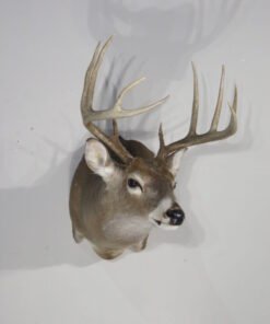 Whitetail Mount For Sale