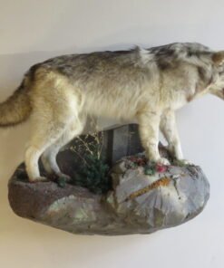 Wolf On Terrain Base Taxidermy