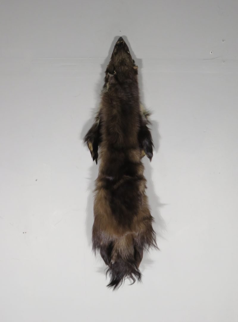 Wolverine Fur For Sale