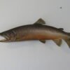 Brown Trout RealSkin