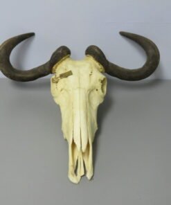 Blue Wildebeest European Skull Taxidermy. X-148WI