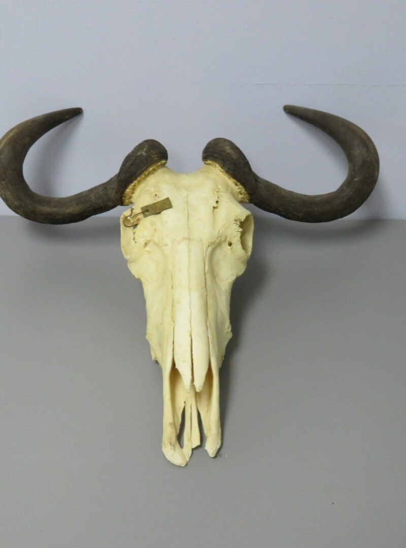 Blue Wildebeest European Skull Taxidermy. X-148WI