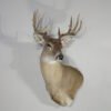Whitetail Taxidermy Mount