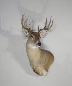 Whitetail Taxidermy Mount
