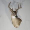 Texas Whitetail Mount