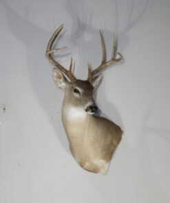 Texas Whitetail Mount