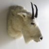 Rocky Mountain Goat Shoulder Mount