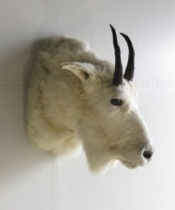 Rocky Mountain Goat Shoulder Mount
