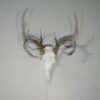 Whitetail European/Skull