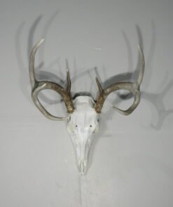 Whitetail European/Skull