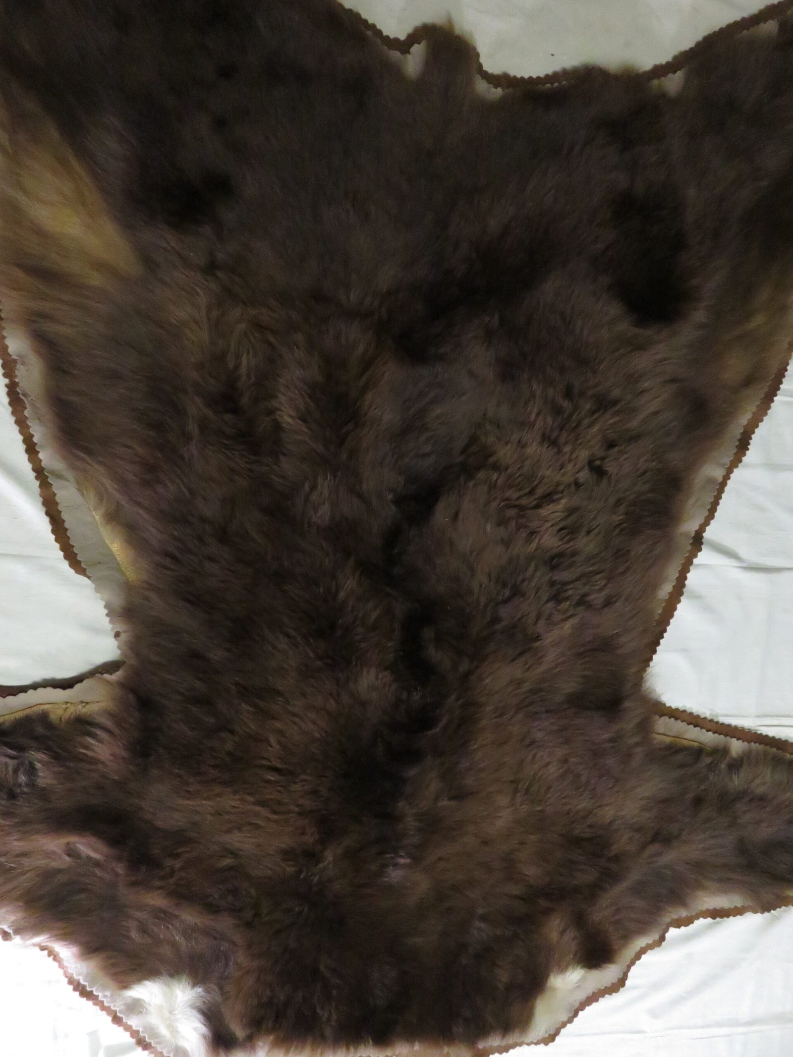 Brown Bear Taxidermy Rug