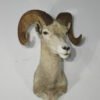 Desert Bighorn Ram Taxidermy. S-130DB