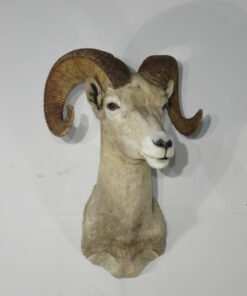 Desert Bighorn Ram Taxidermy. S-130DB