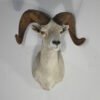 Desert Bighorn Ram Taxidermy. S-131DB
