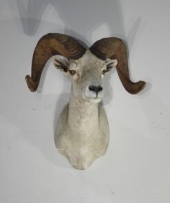 Desert Bighorn Ram Taxidermy. S-131DB