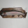 Steelhead Salmon Fish Taxidermy