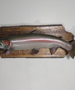 Steelhead Salmon Fish Taxidermy