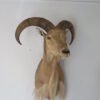 Aoudad Sheep Taxidermy Mount