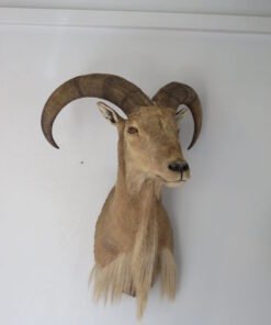 Aoudad Sheep Taxidermy Mount