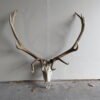 Rocky Mountain Elk European Mount E-102