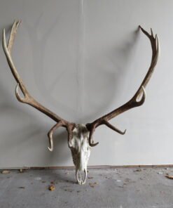 Rocky Mountain Elk European Mount E-102