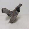 Ruffed Grouse Taxidermy For Sale