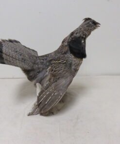 Ruffed Grouse Taxidermy For Sale