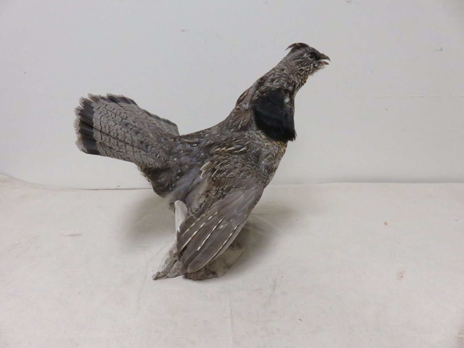 Ruffed Grouse Taxidermy For Sale