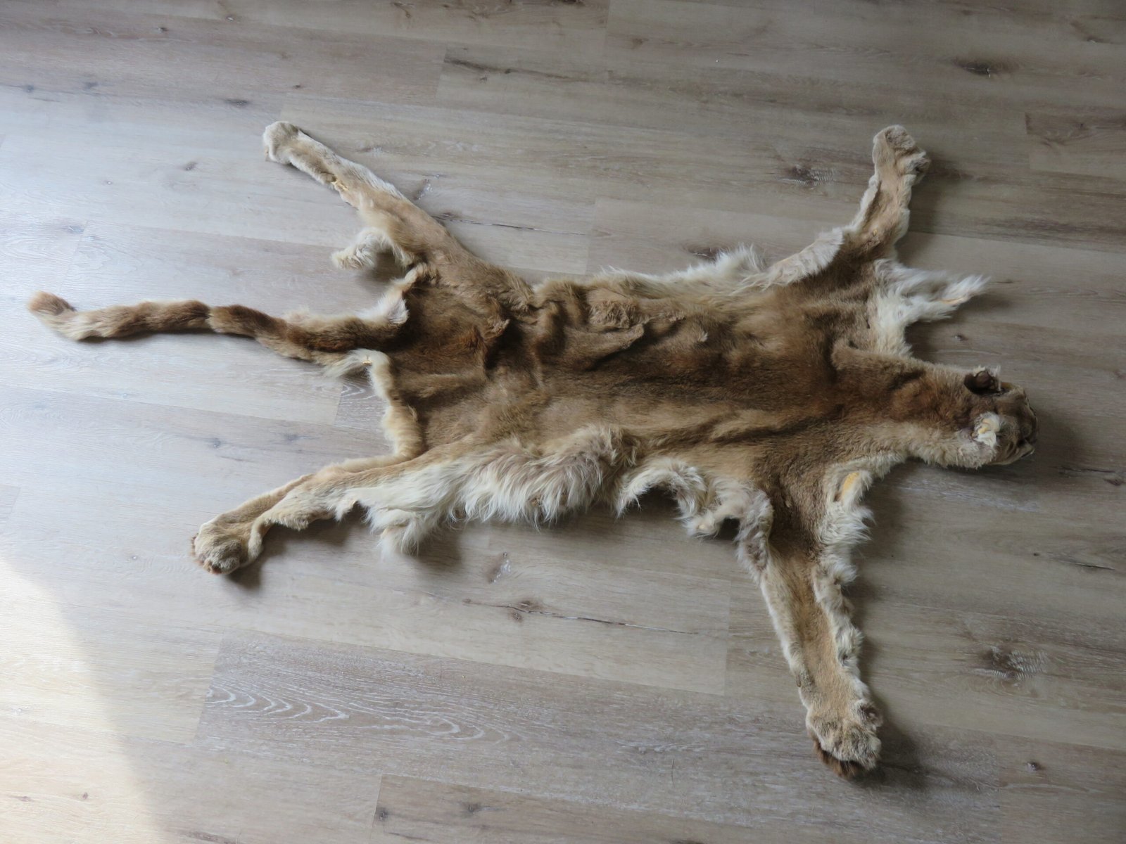 Cougar Skin Tanned Hide