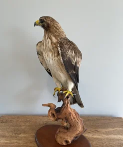 Taxidermy Eagle For Sale