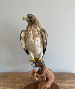 Taxidermy Eagle For Sale