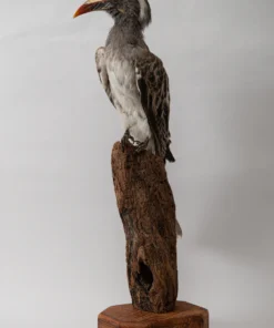 African Grey Hornbill