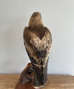 Taxidermy Eagle For Sale