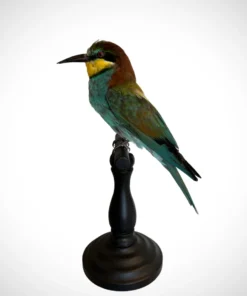 Taxidermy Animals For Sale