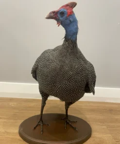 Helmeted Guinea Fowl