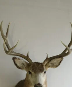 Deer Shoulder Mount Taxidermy Cost
