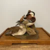 Taxidermy Animals For Sale