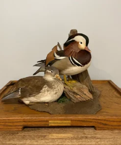 Taxidermy Animals For Sale