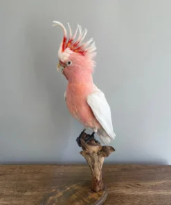 Pink Cockatoo